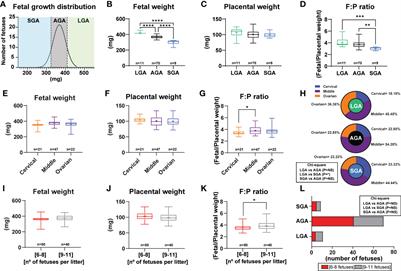 Characterization of placental endocrine function and fetal brain development in a mouse model of small for gestational age